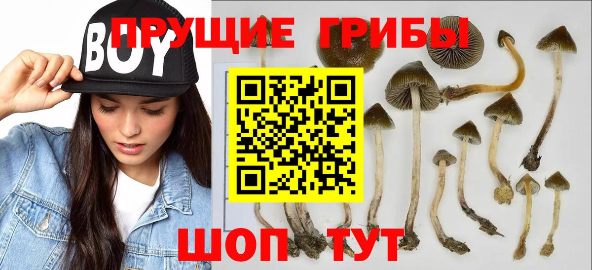 Галлюциногенные грибы Magic Shrooms Вологда